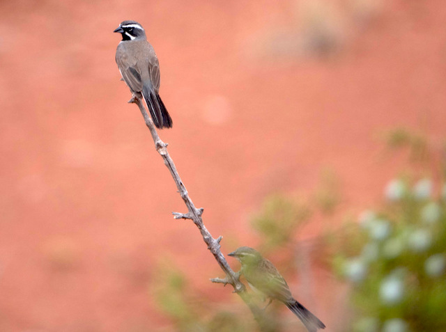 Black-throated Sparrow1.jpg
