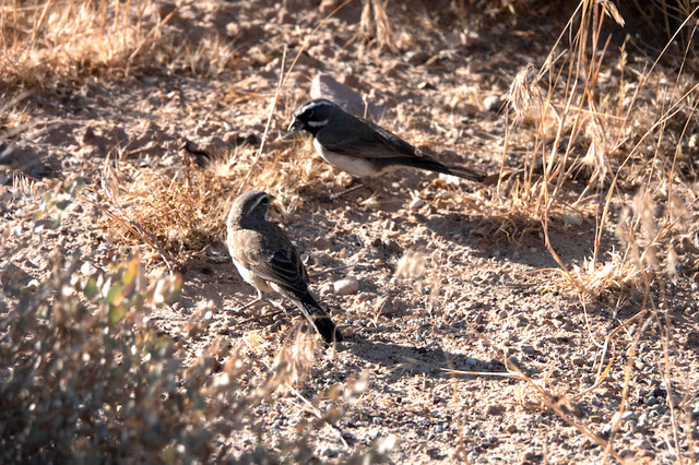 Black-throated Sparrow2.jpg