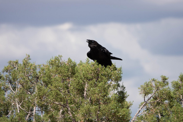 Common Raven1.jpg