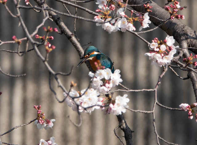 桜カワセミ2.jpg