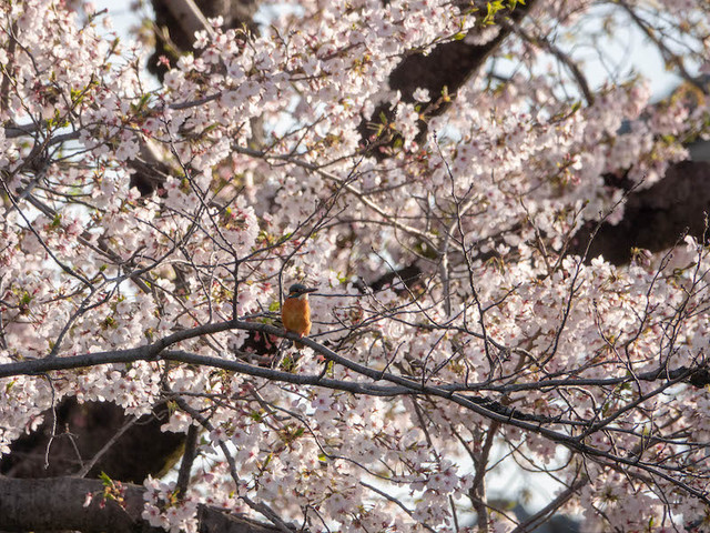 桜カワセミ4.jpg