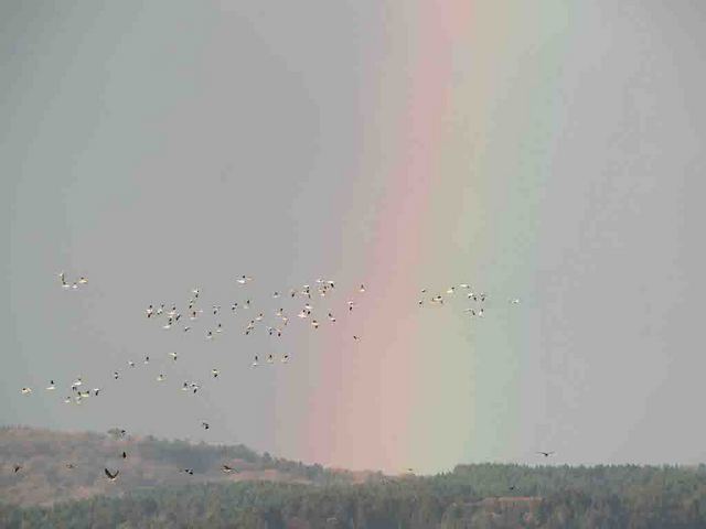 虹とハクガン11-26-2.jpg