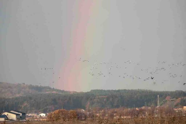 虹とハクガン11-26.jpg