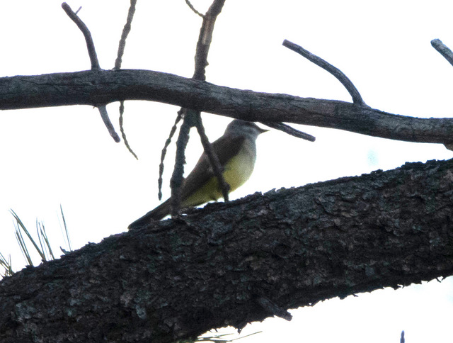 Eastern kingbird.jpg