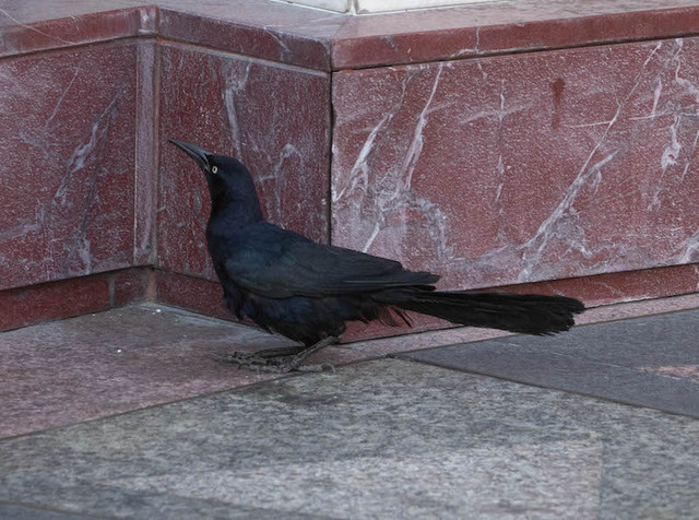 Great-tailed Grackle ♂.jpg