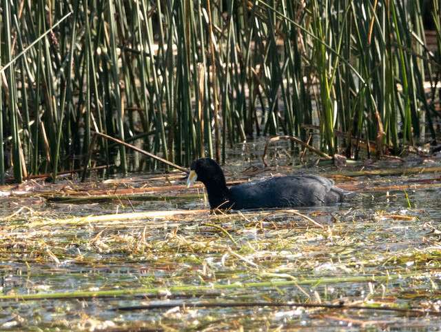 andean coot4.jpg