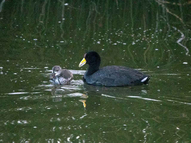 andean coot２.jpg